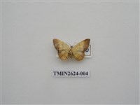 藏品(尺蛾144)的圖片